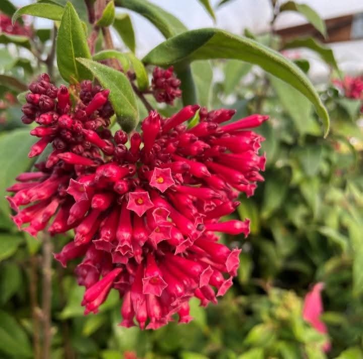 Cestrum Elegans çiçeği