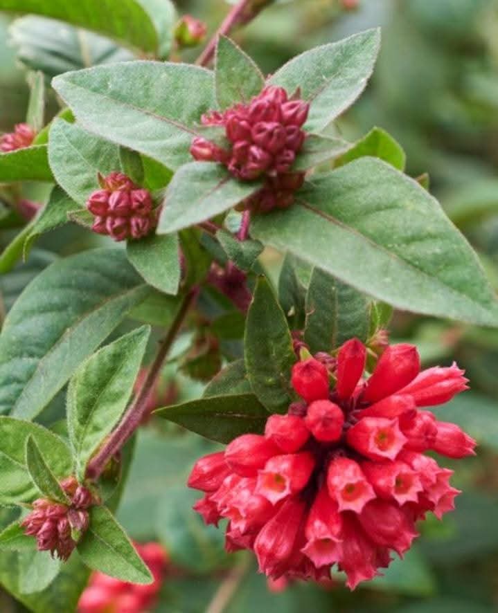 Cestrum Elegans çiçeği
