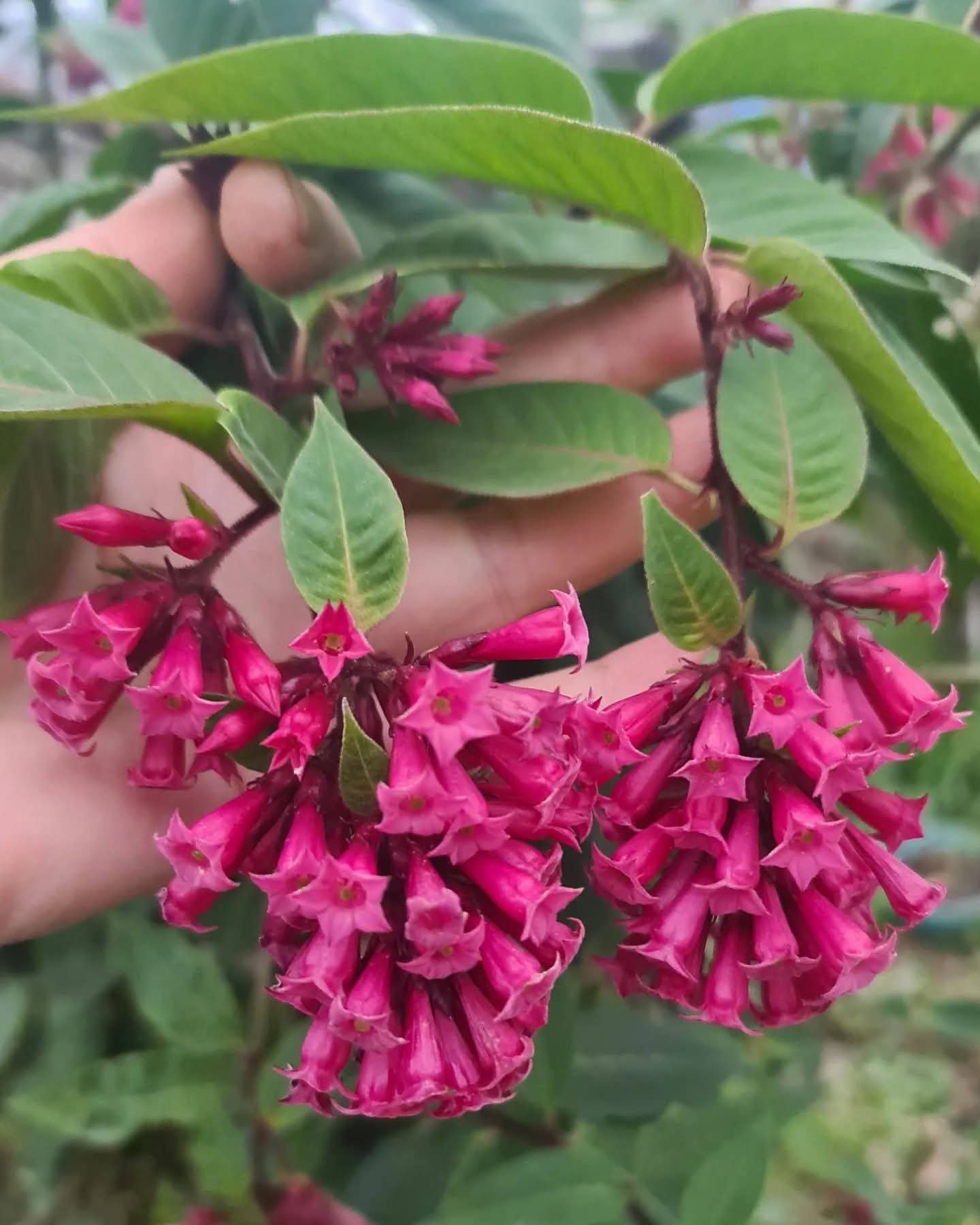 Cestrum Elegans çiçeği