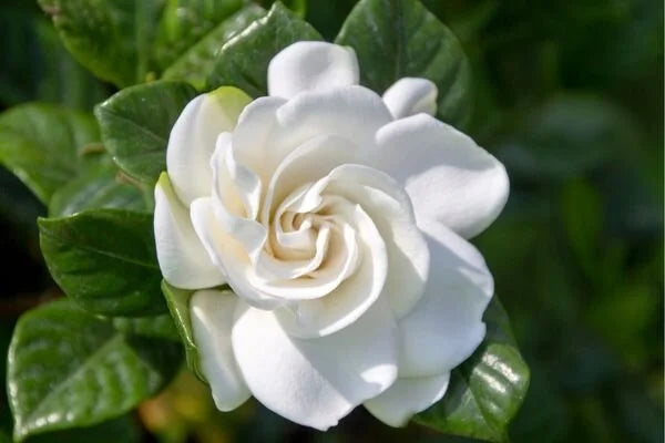 Gardenya Çiçeği – Mis Kokulu, Zarif ve Göz Alıcı Güzellik