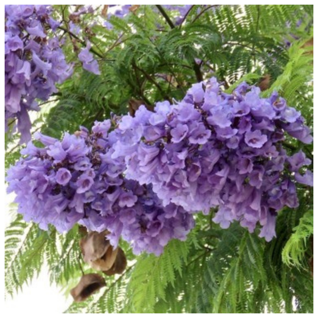 Mor Menekşe Ağacı – Saksılı, Göz Alıcı Mor Çiçekli Peyzaj ve Bahçe Ağacı (Jacaranda)