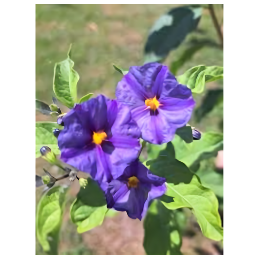 Canlı Renkleriyle Bahçenizi Süsleyen Patates Çalısı Çiçeği (Solanum Rantonnetii)