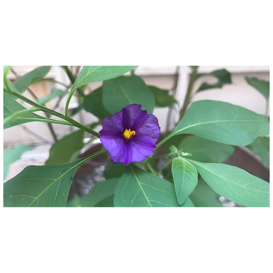 Canlı Renkleriyle Bahçenizi Süsleyen Patates Çalısı Çiçeği (Solanum Rantonnetii)