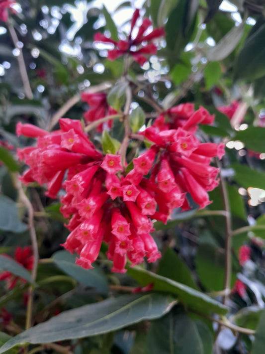 Cestrum Elegans çiçeği