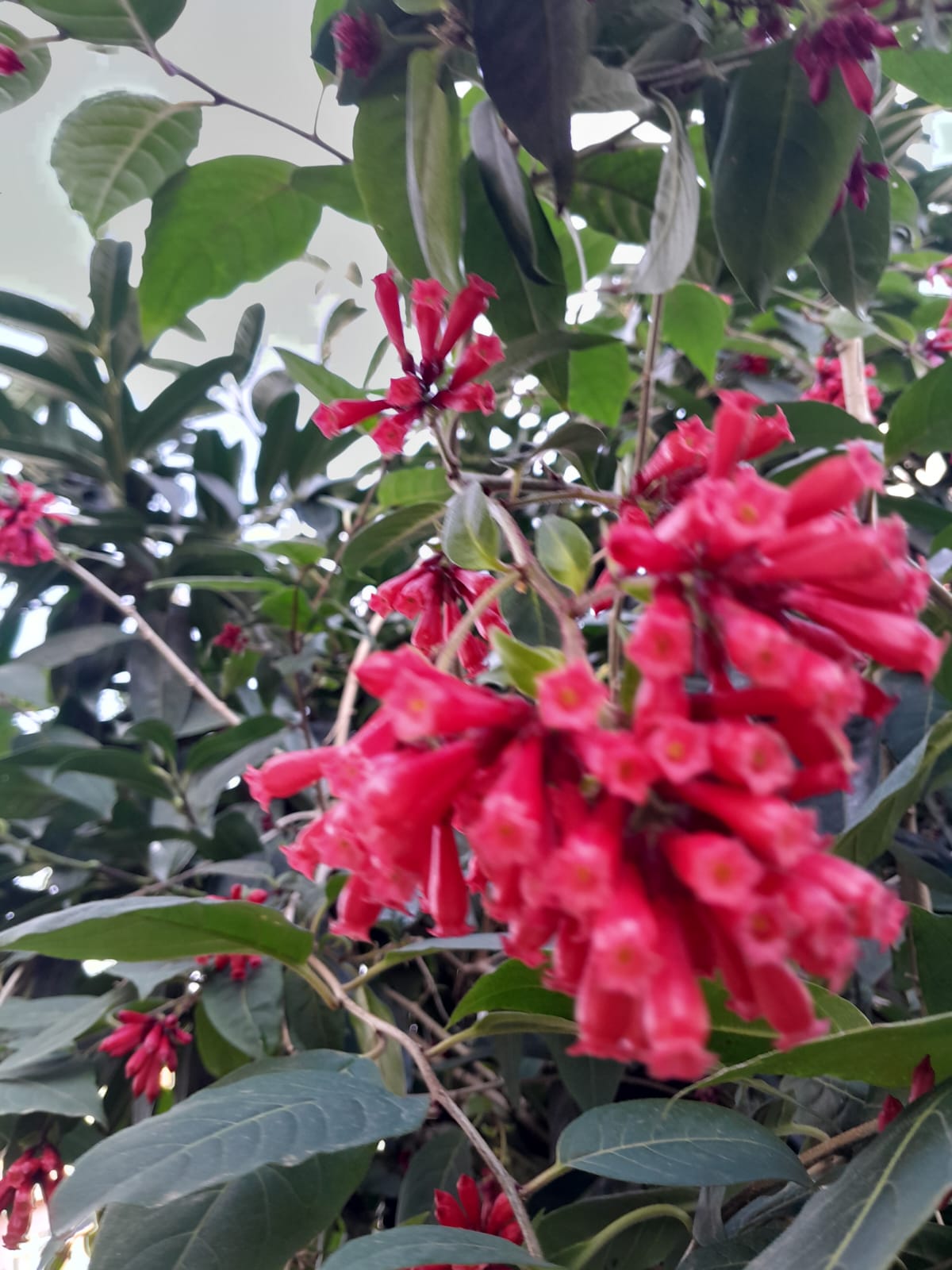 Cestrum Elegans çiçeği